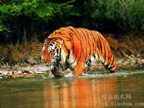 梦见猛兽