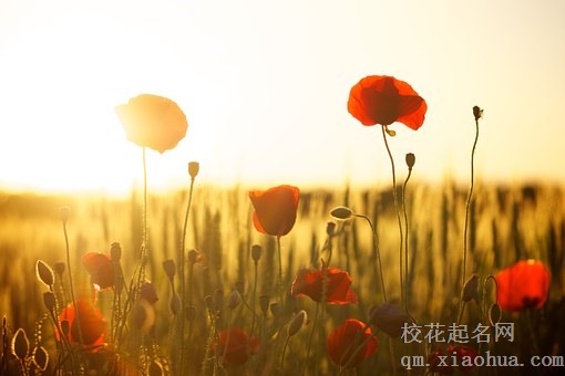 梦见很多玫瑰花