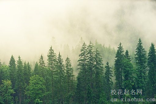梦见给树苗浇水