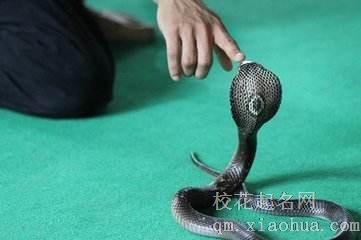 梦见被蛇咬