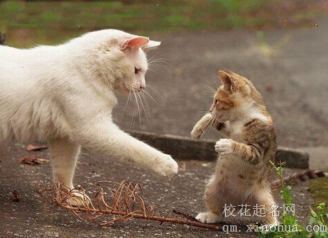 梦见猫