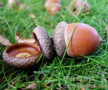 梦见橡果 橡子周公解梦，梦见橡果 橡子是什么意思？