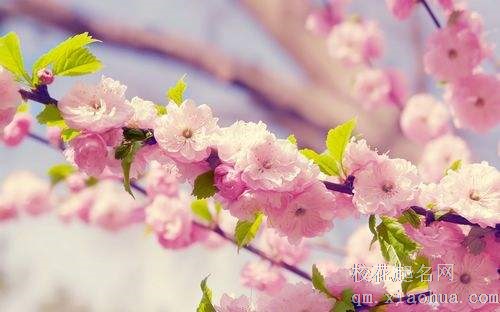 梦见樱花周公解梦，梦见樱花是什么意思？