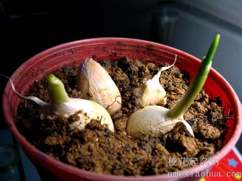 梦见种大蒜周公解梦，梦见种大蒜是什么意思？