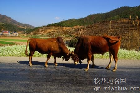 梦见两头牛打架周公解梦，梦见两头牛打架是什么意思？