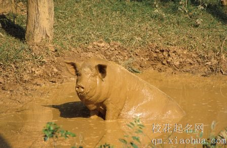 梦见泥坑周公解梦，梦见泥坑是什么意思？