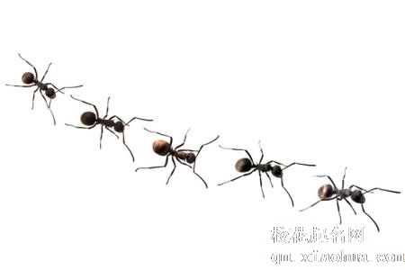 梦见蚂蚁在游行周公解梦，梦见蚂蚁在游行是什么意思？
