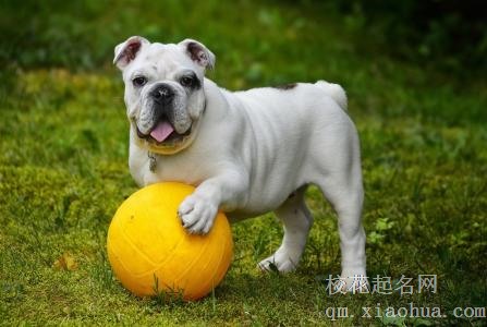 梦见牛头犬周公解梦，梦见牛头犬是什么意思？