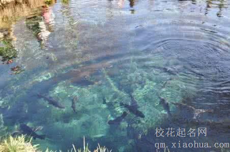 梦见水洼 小水塘周公解梦，梦见水洼 小水塘是什么意思？