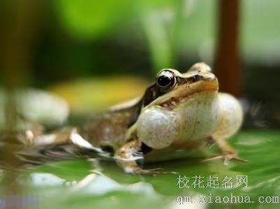 梦见蛙叫声周公解梦，梦见蛙叫声是什么意思？