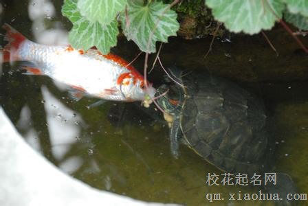 梦见乌龟吃鱼周公解梦，梦见乌龟吃鱼是什么意思？