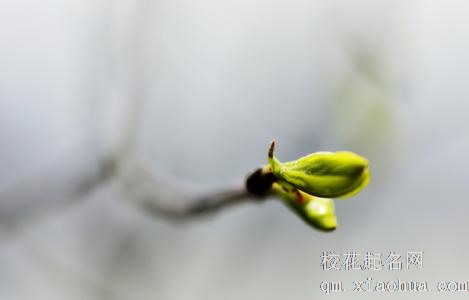 梦见树发芽周公解梦，梦见树发芽是什么意思？