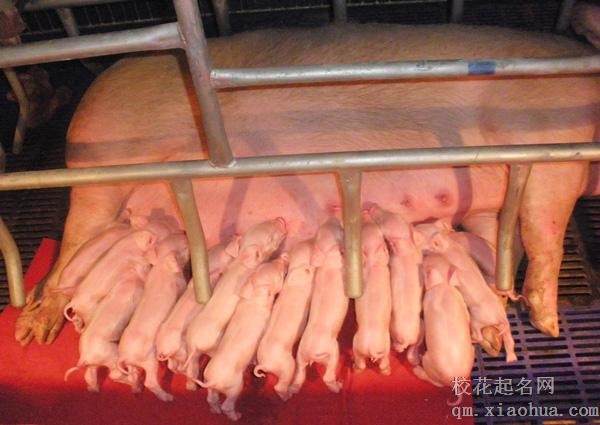 梦见小猪吃奶周公解梦，梦见小猪吃奶是什么意思？