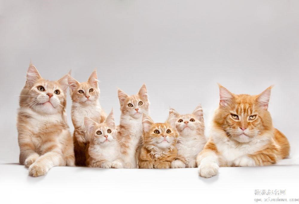 梦见一群猫追我周公解梦，梦见一群猫追我是什么意思？
