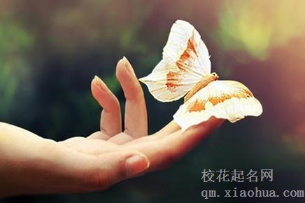 梦见追捕蝴蝶周公解梦，梦见追捕蝴蝶是什么意思？