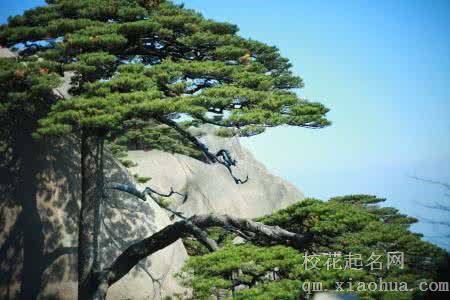 梦见松树周公解梦，梦见松树是什么意思？