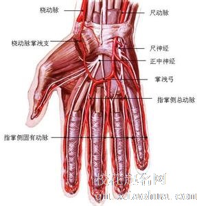 梦见动脉周公解梦，梦见动脉是什么意思？