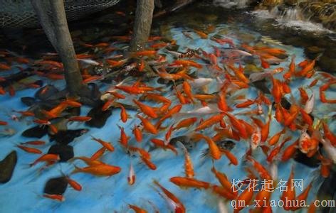 梦见鱼在水中游周公解梦，梦见鱼在水中游是什么意思？