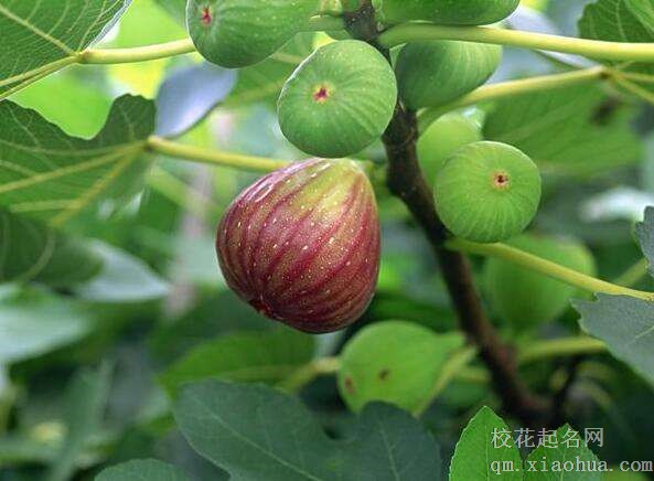 梦见无花果树周公解梦，梦见无花果树是什么意思？