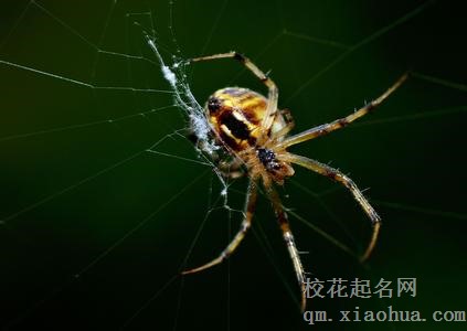 梦见蜘蛛周公解梦，梦见蜘蛛是什么意思？