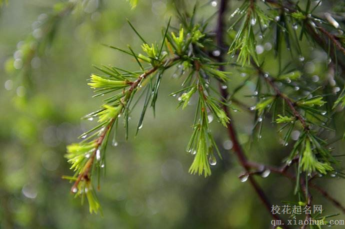 梦见春雨周公解梦，梦见春雨是什么意思？