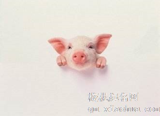 梦见猪头周公解梦，梦见猪头是什么意思？