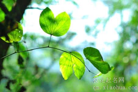 梦见羊齿科植物周公解梦，梦见羊齿科植物是什么意思？