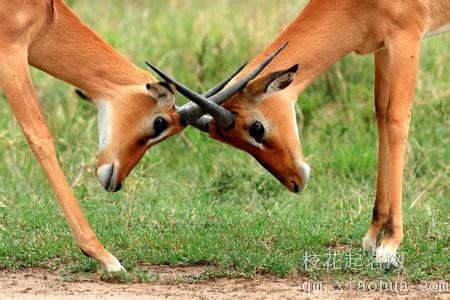 梦见争斗周公解梦，梦见争斗是什么意思？