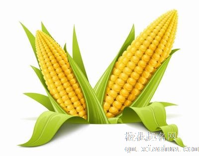 梦见玉米 包谷周公解梦，梦见玉米 包谷是什么意思？