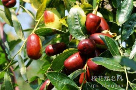 梦见枣树 种枣树周公解梦，梦见枣树 种枣树是什么意思？