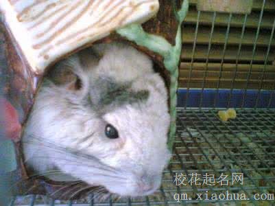 梦见寄宿者周公解梦，梦见寄宿者是什么意思？