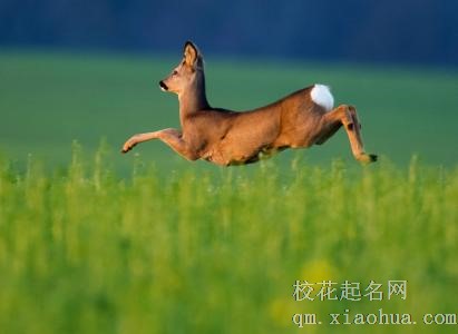 梦见捕获的鹿在跳跃周公解梦，梦见捕获的鹿在跳跃是什么意思？