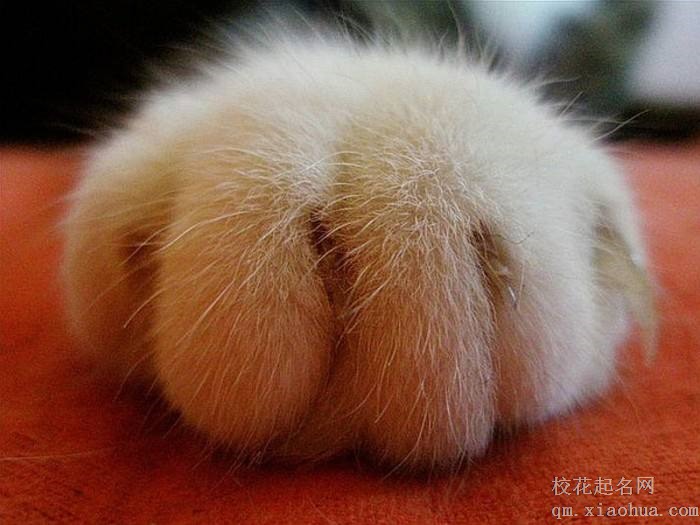 梦见动物爪子周公解梦，梦见动物爪子是什么意思？
