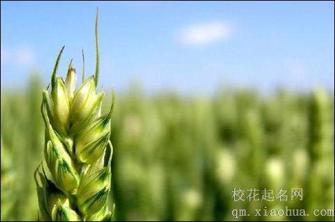 梦见稻草 麦 禾苗周公解梦，梦见稻草 麦 禾苗是什么意思？