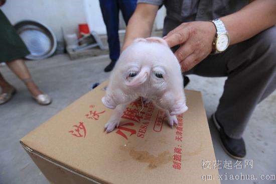 梦见两个头周公解梦，梦见两个头是什么意思？