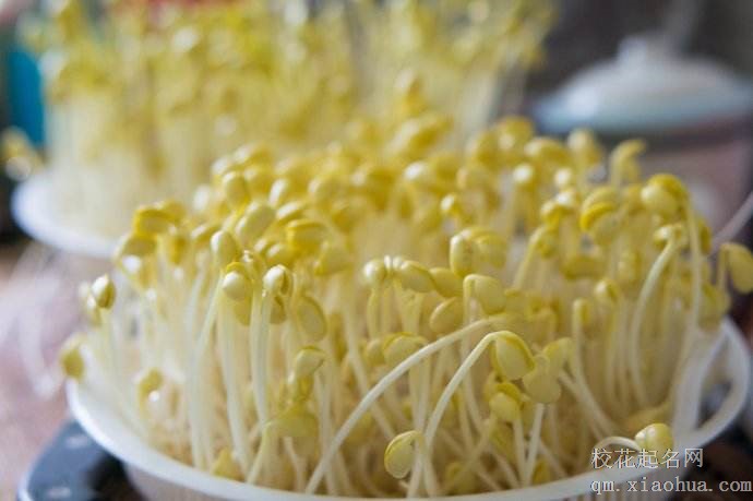 梦见豆芽周公解梦，梦见豆芽是什么意思？