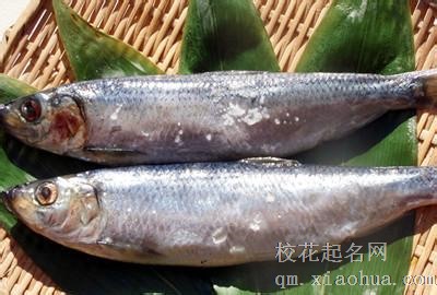 梦见鲱鱼周公解梦，梦见鲱鱼是什么意思？
