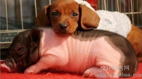 梦见狗猪周公解梦，梦见狗猪是什么意思？