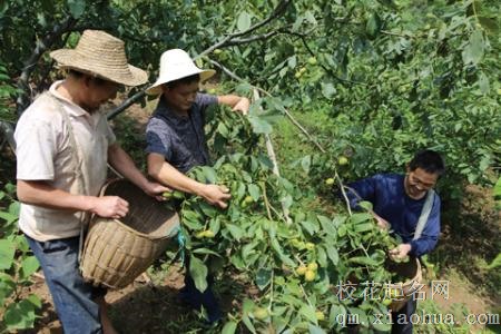 梦见打核桃周公解梦，梦见打核桃是什么意思？