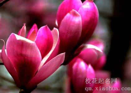 梦见各种花开周公解梦，梦见各种花开是什么意思？