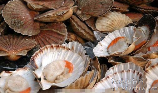 梦见海鲜贝壳周公解梦，梦见海鲜贝壳是什么意思？