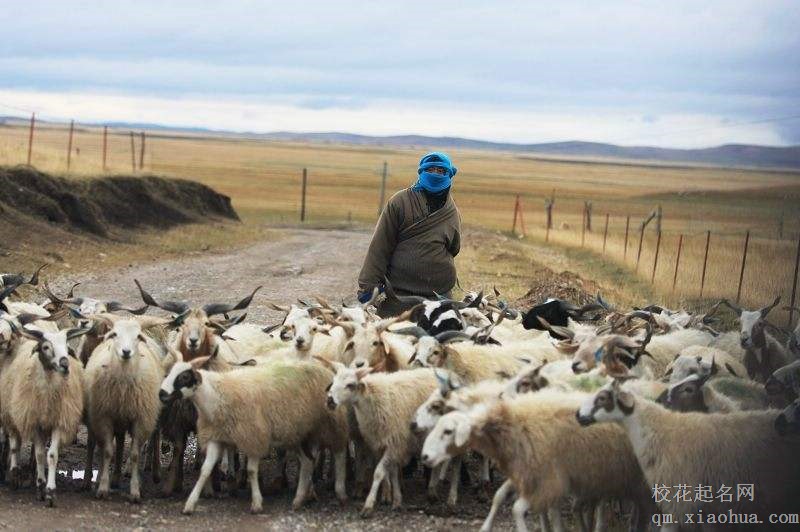 梦见牧羊人 放羊人周公解梦，梦见牧羊人 放羊人是什么意思？