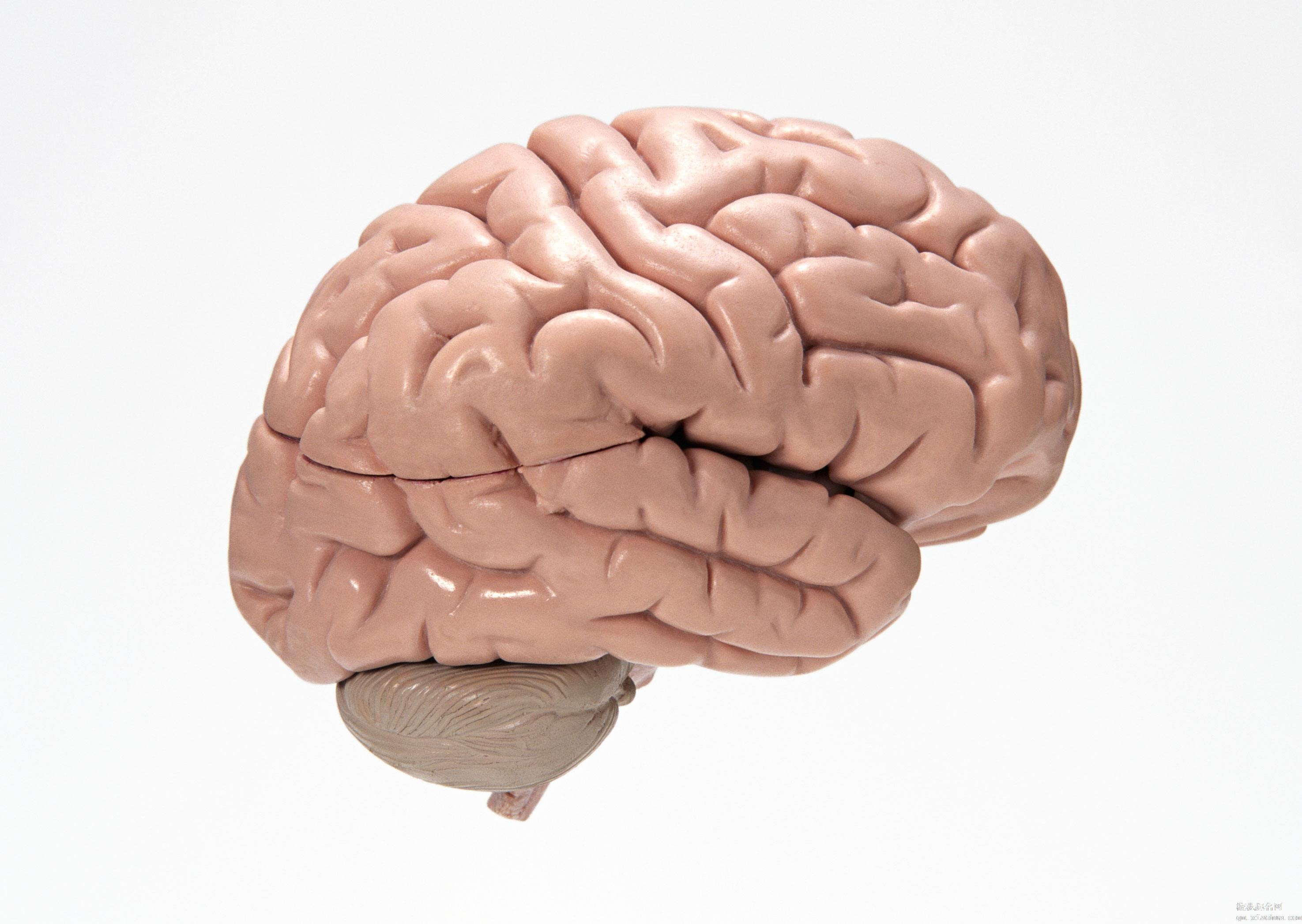 梦见脑子 大脑周公解梦，梦见脑子 大脑是什么意思？