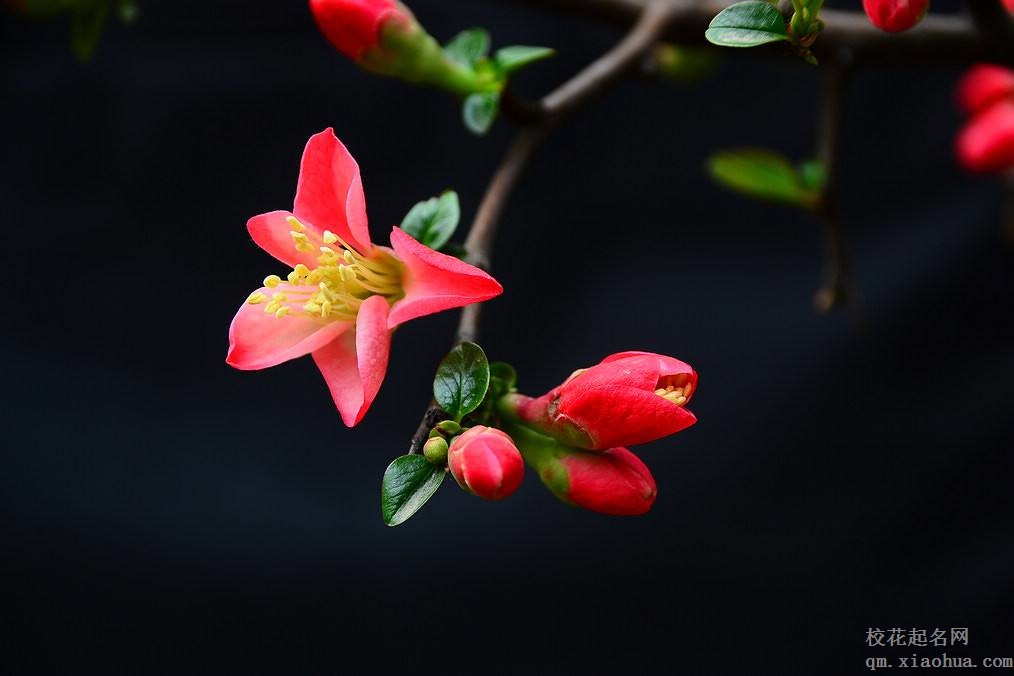 梦见海棠花周公解梦，梦见海棠花是什么意思？