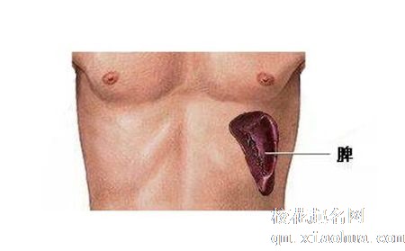 梦见脾脏周公解梦，梦见脾脏是什么意思？