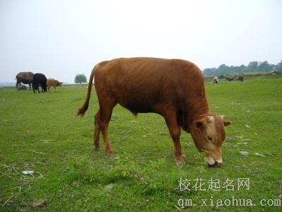 梦见黄牛吃草周公解梦，梦见黄牛吃草是什么意思？