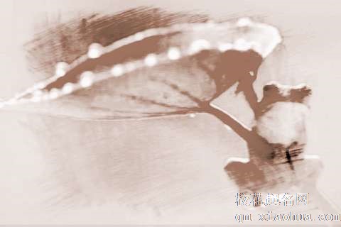 梦见青蛙跳高　周公解梦之梦到青蛙跳高