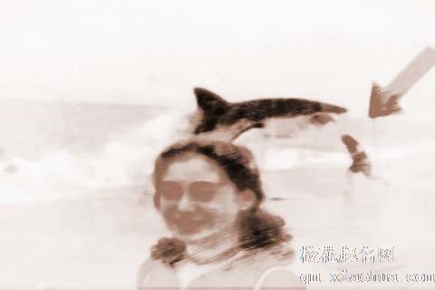 梦见野兽攻击　周公解梦之梦到野兽攻击