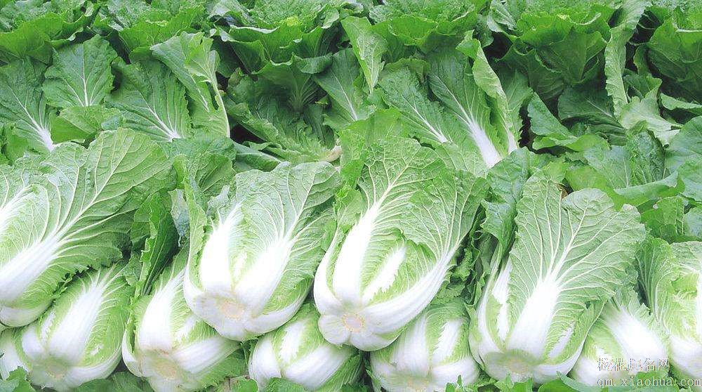 梦见大白菜周公解梦，梦见大白菜是什么意思？