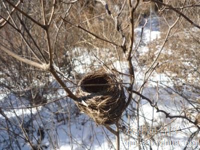 梦见鸟巢周公解梦，梦见鸟巢是什么意思？